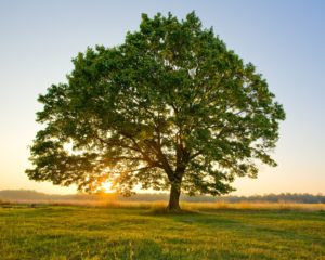 tree2.jpg