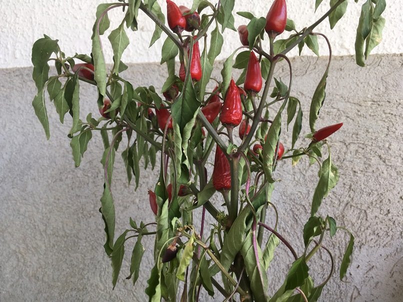 השקיית גינה בקיץ